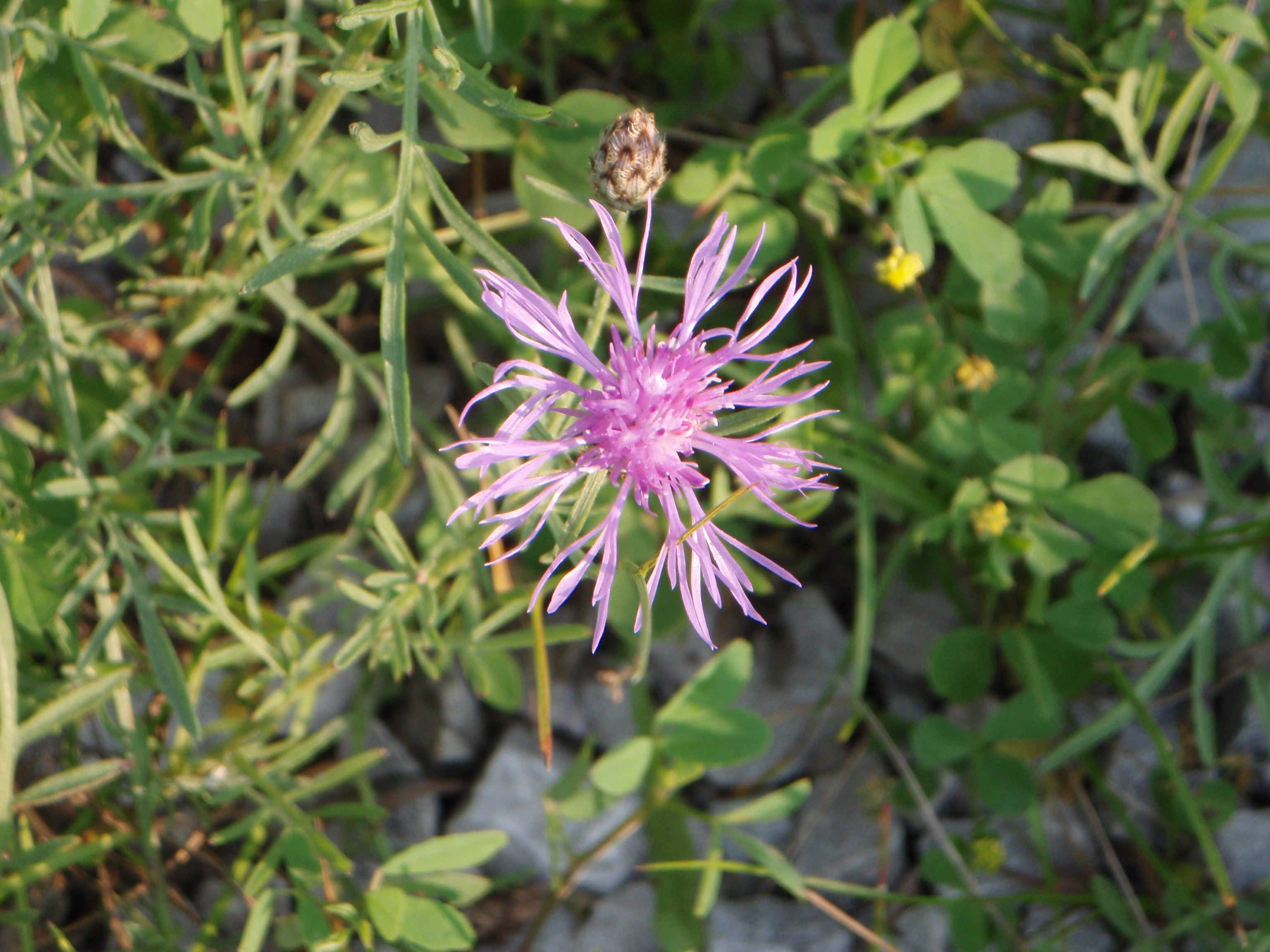 spotted knapweed flower.JPG