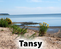 Tansy.png