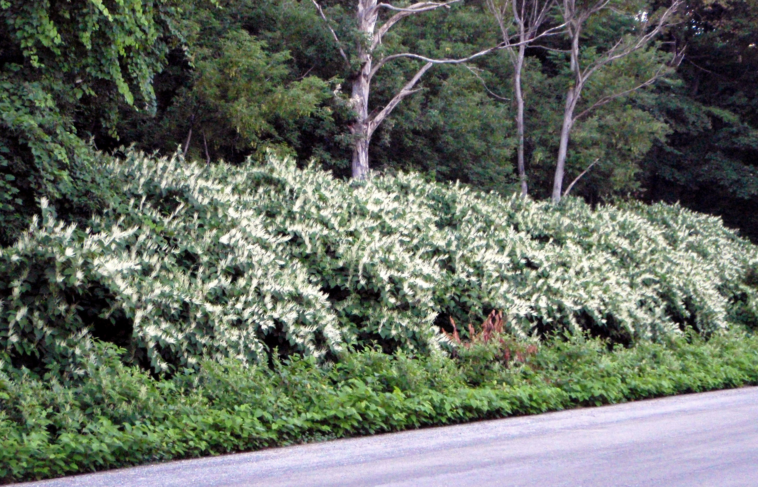 Japanese knotweed, mound at High Cliff.JPG