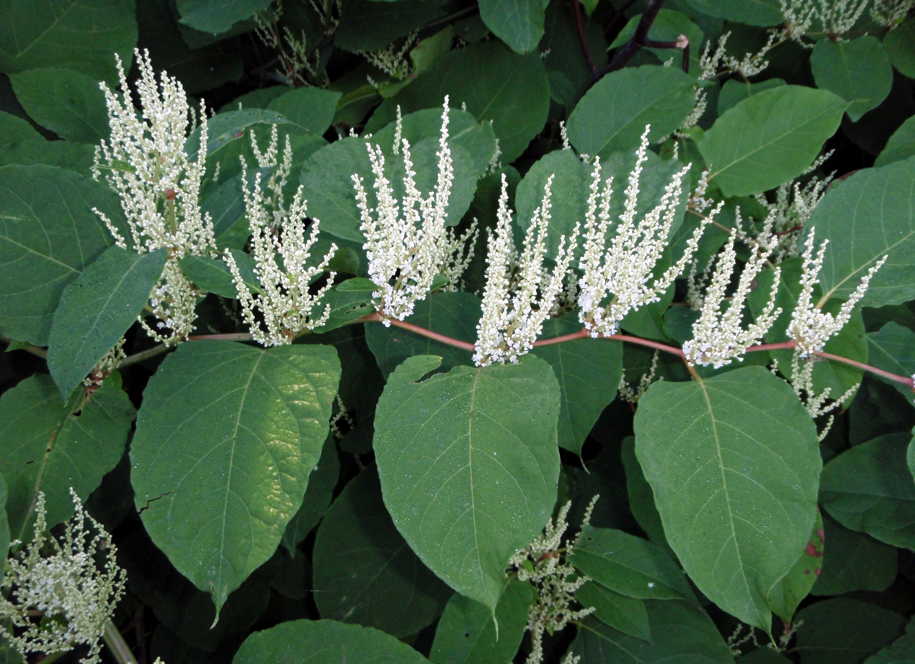 Japanese knotweed in bloom.JPG