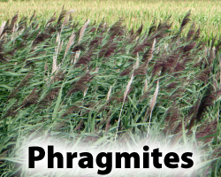 Phragmites