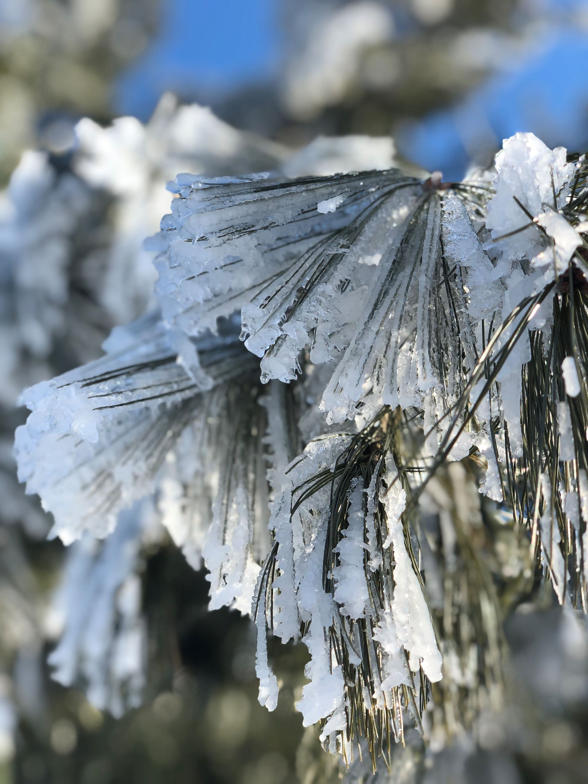 The needles of a pine tree crusted with ice.