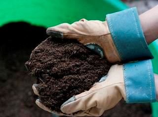 Soil from Compost