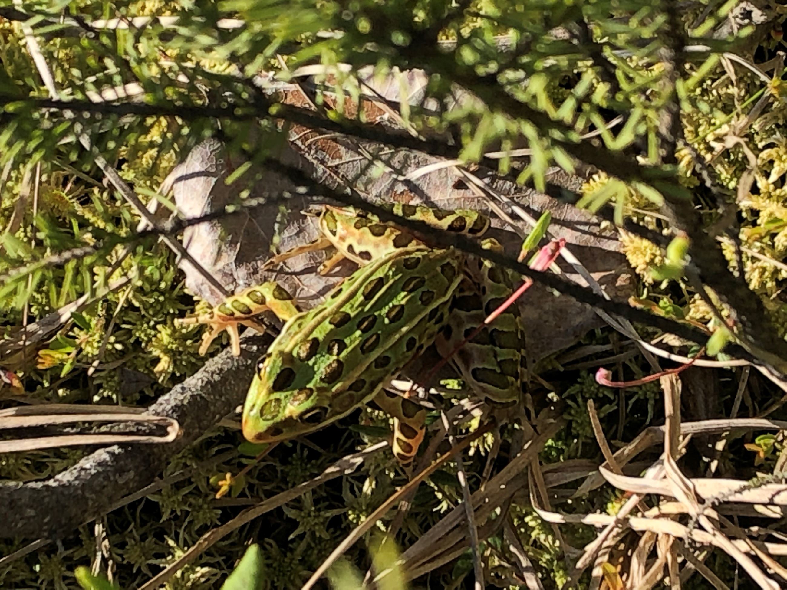 A leopard frog sitting on the ground. The frog is green with black spots.
