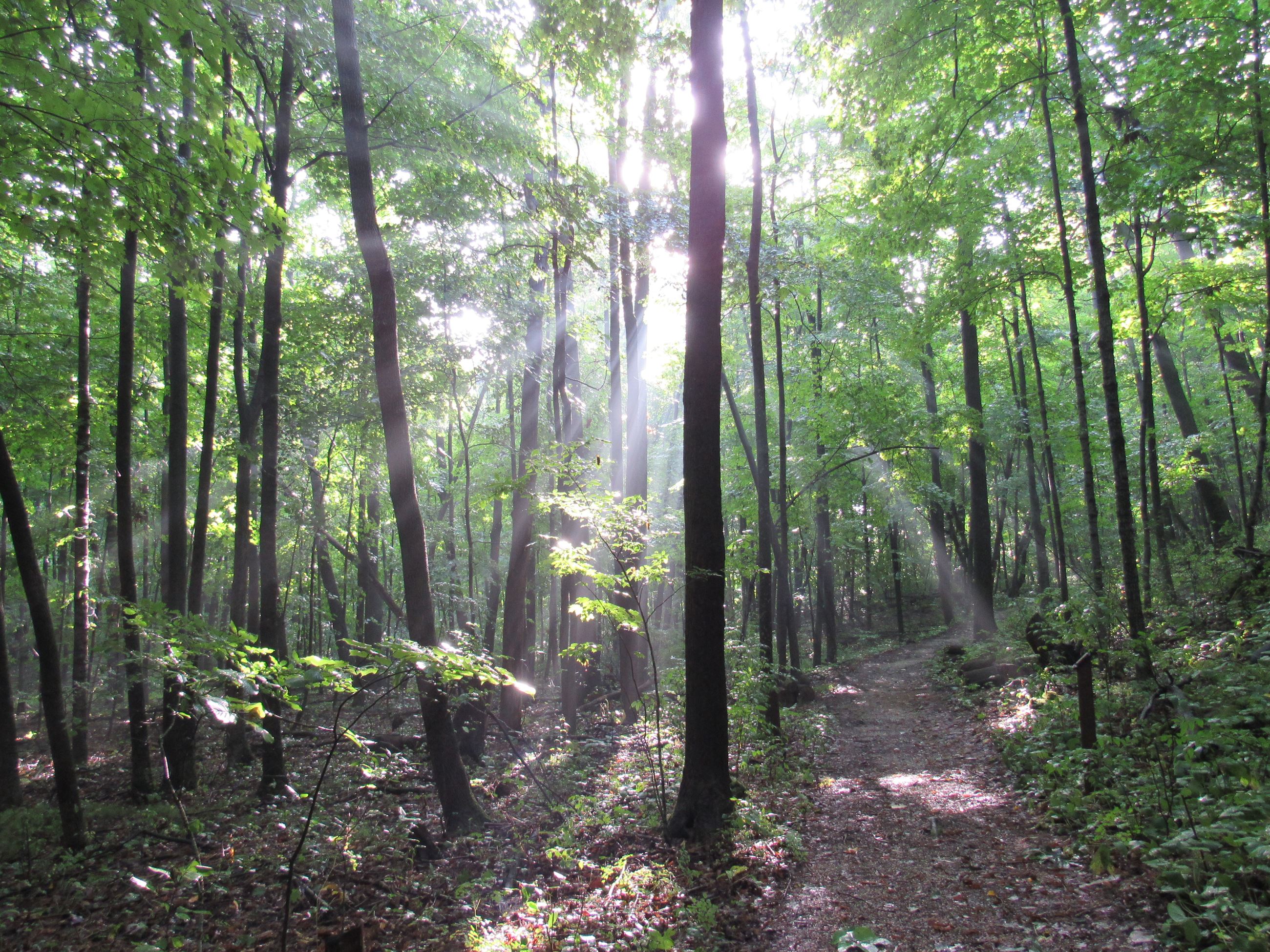 A woodland trail surrounded by trees with sunlight shining through. 